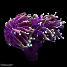 画像をギャラリービューアに読み込む, CTS Indo Gold Torch Coral.(ハナサンゴの一種)