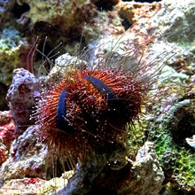 画像をギャラリービューアに読み込む, CTS Mespilia globulus.