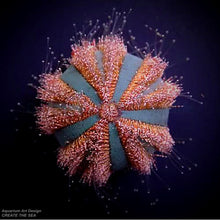 画像をギャラリービューアに読み込む, CTS Mespilia globulus.