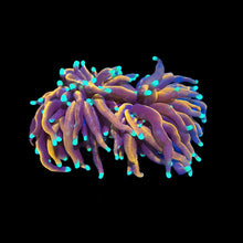 画像をギャラリービューアに読み込む, ハナサンゴの一種 【Dragon Soul Torch Coral.】