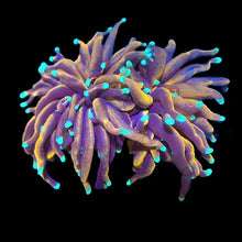 画像をギャラリービューアに読み込む, ハナサンゴの一種 【Dragon Soul Torch Coral.】