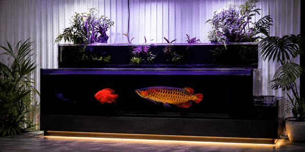 アロワナを飼育する大型オーダーメイド水槽と間接照明付き水槽キャビネット｜CREATE THE SEA