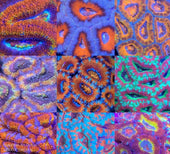 カクオオトゲキクメイシ飼育｜カラーバリエーションと発色の違いが分かる写真｜CREATE THE SEA