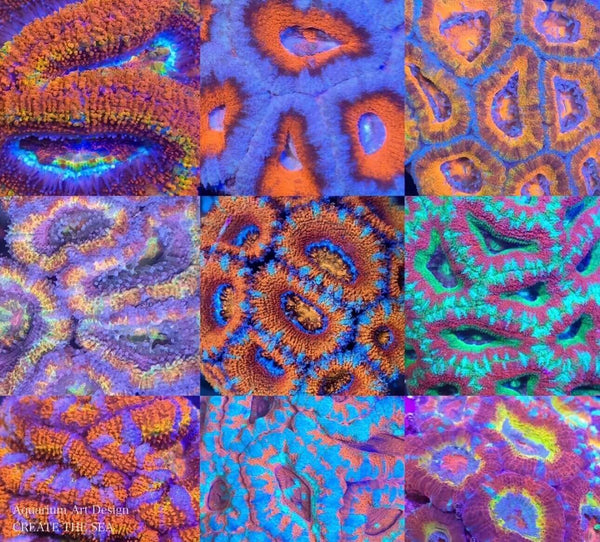 カクオオトゲキクメイシ飼育｜カラーバリエーションと発色の違いが分かる写真｜CREATE THE SEA