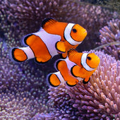 イソギンチャクと共生するカクレクマノミのペア。水温と比重が安定した環境で健康的に飼育されている様子