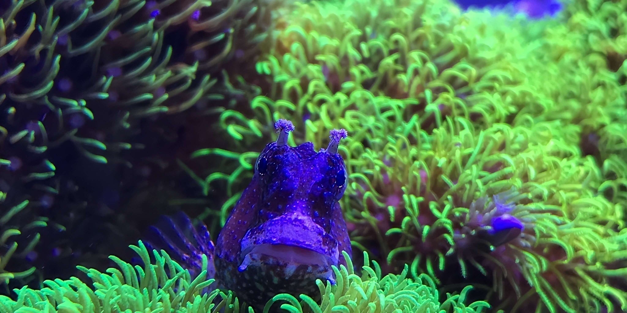 キクメイシ　サンゴ　珊瑚　マリンアクアリウム　アクアリウム キクメイシの飼育方法！【餌・水流・水質・光・毒・通販】 | マリン