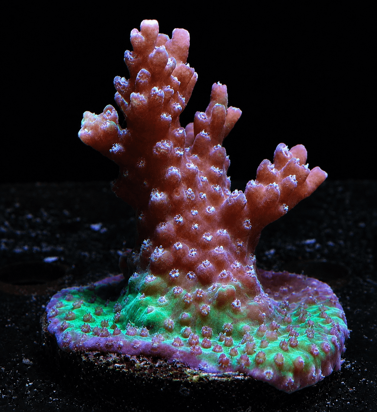 CREATE THE SEA SALTで2ヶ月間育成したミドリイシ Acropora microclados Strawberry Shortcake