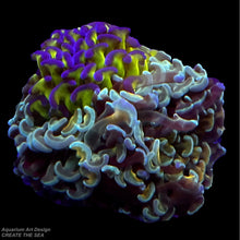 画像をギャラリービューアに読み込む, CTS Tricolore Hammer Coral.(ナガレハナサンゴの一種)
