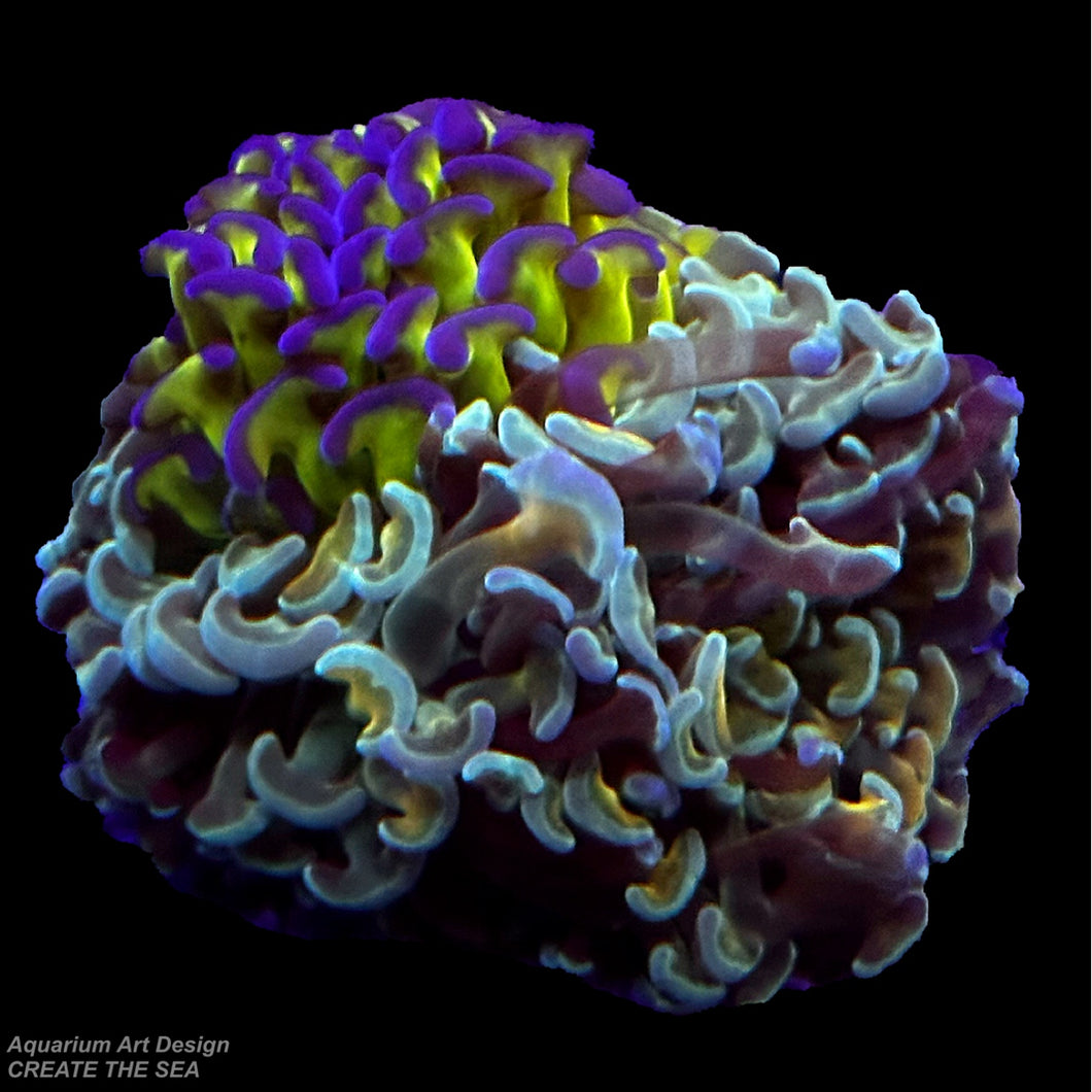CTS Tricolore Hammer Coral.(ナガレハナサンゴの一種)