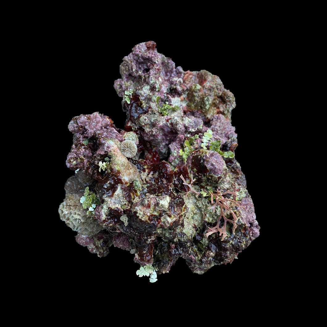 CTS Premium Live Rock｜高品質プレミアム・ライブロック｜CREATE THE SEA