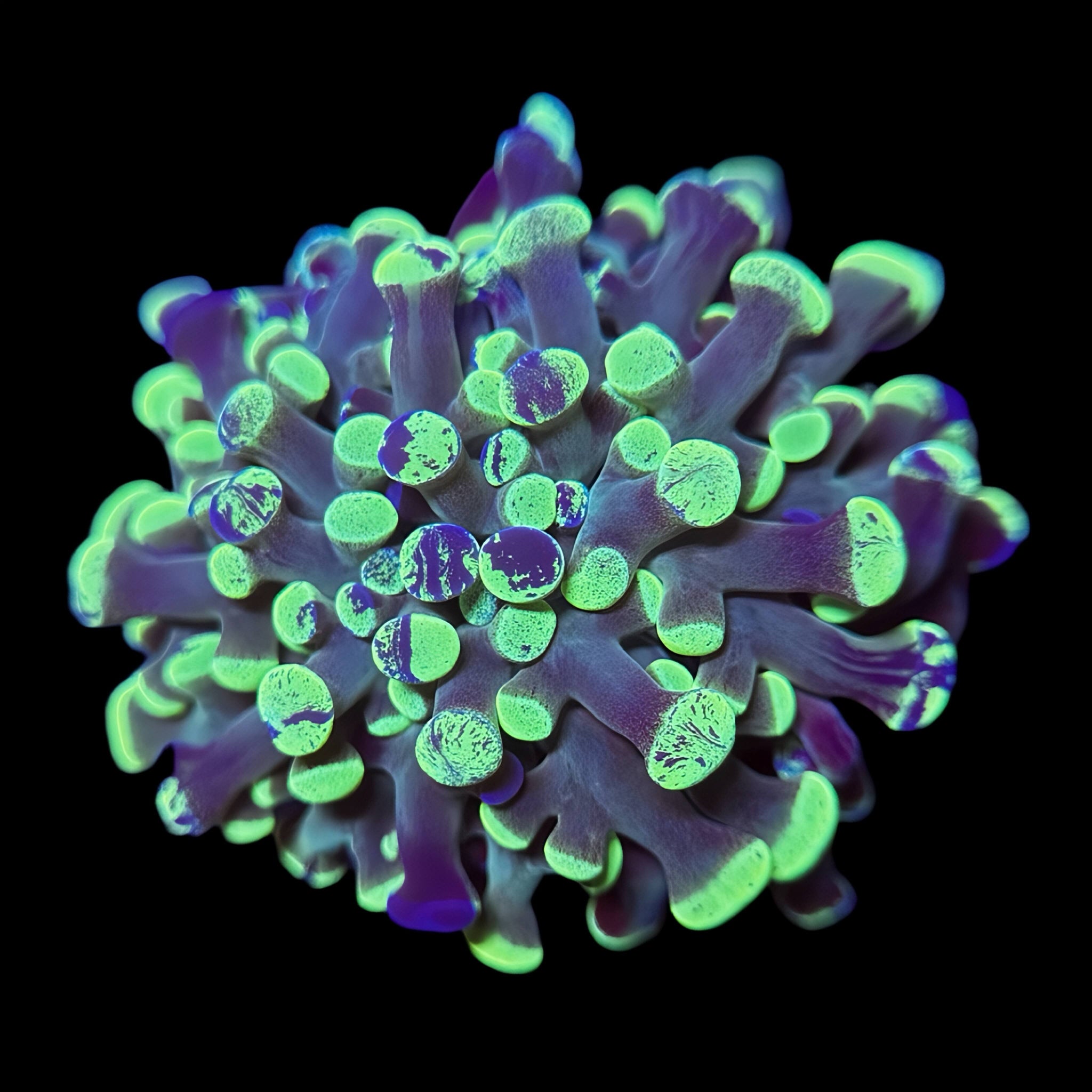 オンラインショップ – Aquarium Art Design CREATE THE SEA