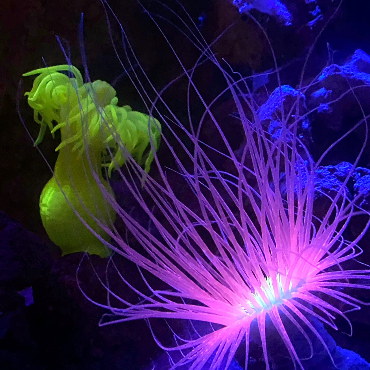 Interior designed from an aquarium