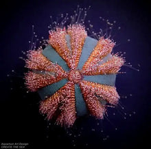 画像をギャラリービューアに読み込む, Mespilia globulus ハネモ対策 シオグサ駆除 ヒゲゴケ除去 海水水槽 コケ取り生体

