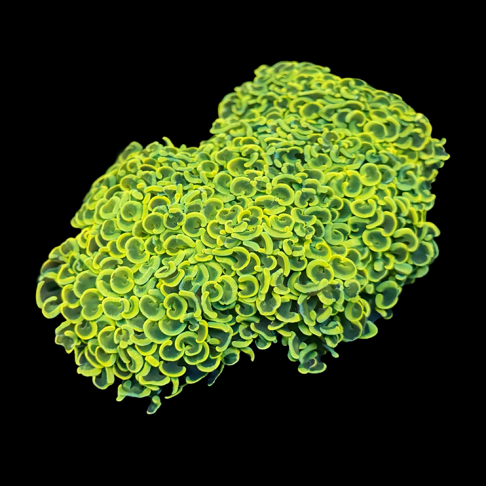 オンラインショップ – Aquarium Art Design CREATE THE SEA