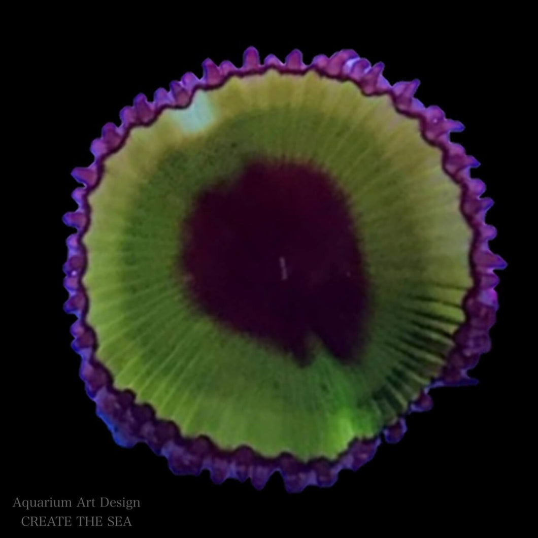 サンゾアンシッド（Palythoa Grandis）｜マメスナギンチャク｜CREATE