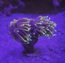 ギャラリービューアCTS Indo Gold Torch Coral.(ハナサンゴの一種)に読み込んでビデオを見る
