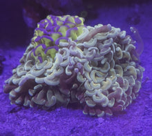 ギャラリービューアCTS Tricolore Hammer Coral.(ナガレハナサンゴの一種)に読み込んでビデオを見る
